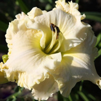 Саженцы Лилейник Alpine Ruffles (Алпайн Раффлс)