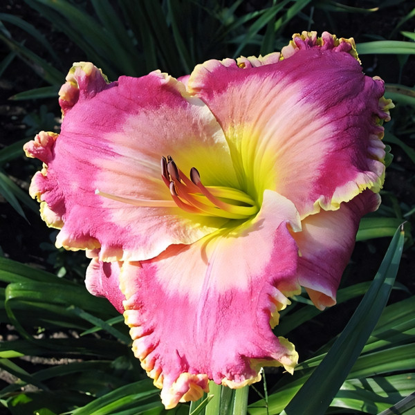 Саженцы Лилейник Picture In Picture (Пикча ин Пикча)