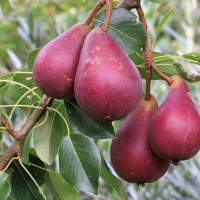 Саженцы Груша Старкримсон