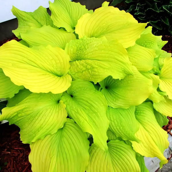 Саженцы Хоста Dancing Queen (Дэнсинг Квин) М