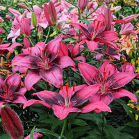 Луковицы  Лилия азиатская Purple Eye (Пурпл Ай) (3шт.)