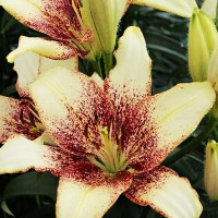 Луковицы  Лилия Сесил (3шт.)