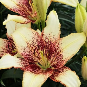  Лилия Сесил