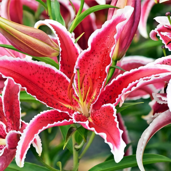 Луковицы  Лилия восточная Red Eyes (Ред Айз) (3шт.)