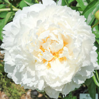 Саженец Пион Боул оф Крим