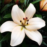 Луковицы  Лилия ЛА гибрид Champagne Diamond (Шампань Диамонд) (3шт.)