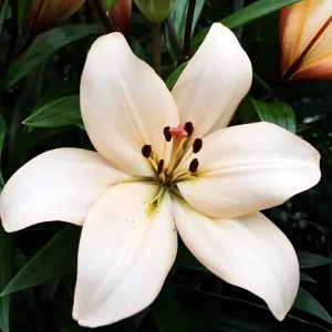  Лилия ЛА гибрид Champagne Diamond (Шампань Диамонд)