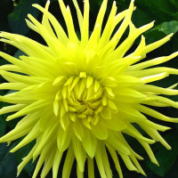 Саженцы Георгина Yellow Star