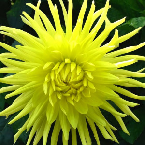 Саженцы Георгина Yellow Star