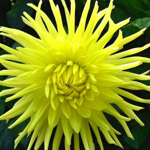 Саженцы Георгина Yellow Star