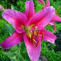 Луковицы  Лилия восточная Acapulco (Акапулько) (3шт.)