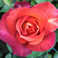 Саженцы Роза чайно-гибридная Кофе Брейк