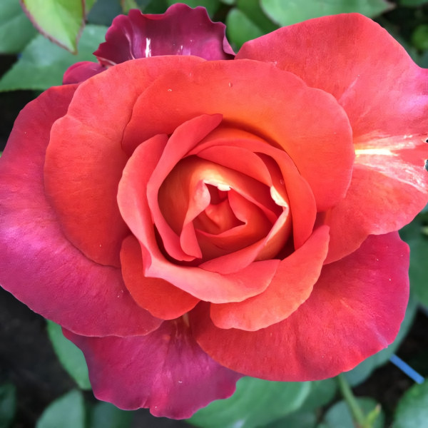 Саженцы Роза чайно-гибридная Кофе Брейк