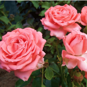 Саженцы Роза чайно-гибридная Барбадос