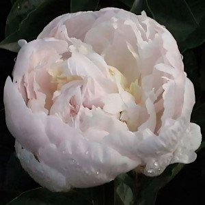 Саженцы Пион Baroness Schroeder (Баронесса Шрёдер)