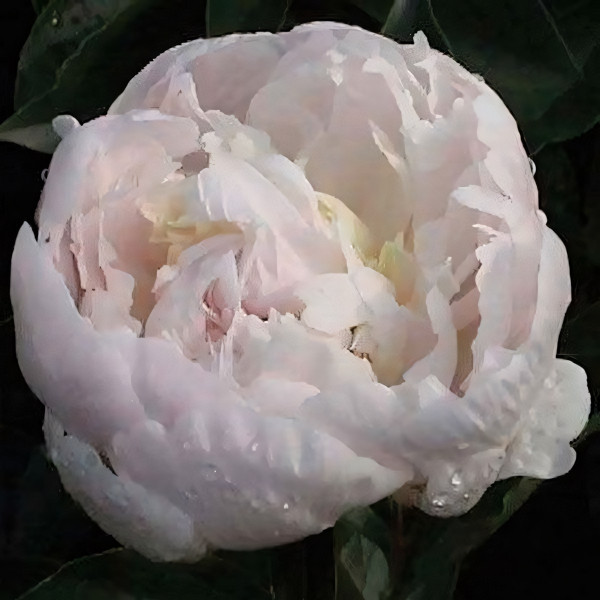 Саженцы Пион Baroness Schroeder (Баронесса Шрёдер)