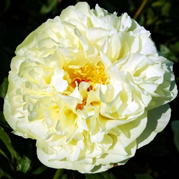 Саженцы Пион Lemon Chiffon (Лемон Шифон)