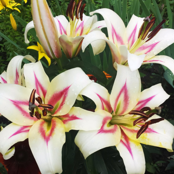 Луковицы Саженцы Лилия Bonbini (Бонбини) (3шт.)