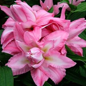  Лилия Beautyland