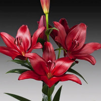 Луковицы  Лилия ЛА гибрид Atacama (Атакама) (3шт.)