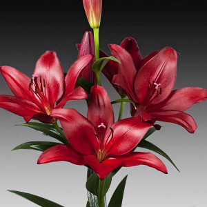  Лилия ЛА гибрид Atacama (Атакама)