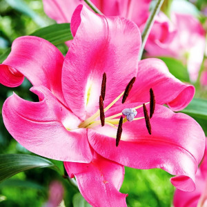  Лилия ОТ гибрид Macizo (Макизо)