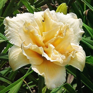 Саженцы Лилейник Peddy Jeffcoat (Пэдди Джефкоат)