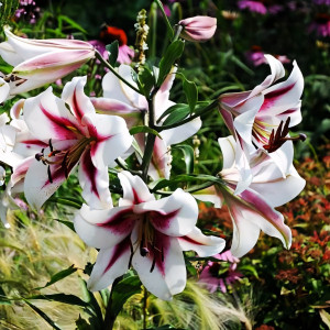  Лилия ОТ гибрид Gaucho (Гаучо)