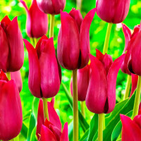 Луковицы Тюльпан лилиецветный Лилироза (в упаковке - 3шт.)