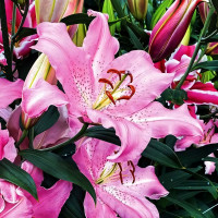 Луковицы  Лилия восточная Josephine (Жозефина) (3шт.)