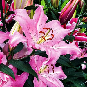  Лилия восточная Josephine (Жозефина)