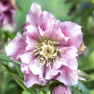 Морозник восточный Дабл Эллен Пинк 