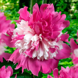 Пион Селебрити