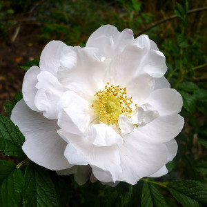 Саженцы Роза чайно-гибридная Пристин