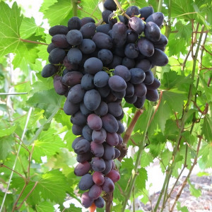 Саженцы Виноград Атаман