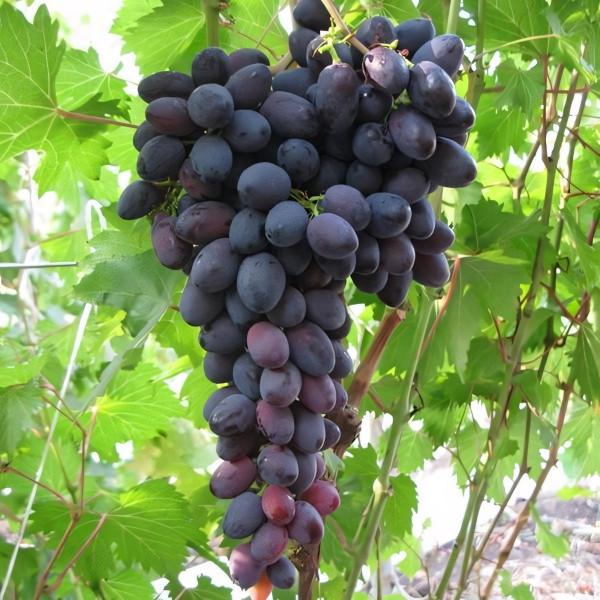 Саженцы Виноград Атаман