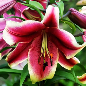  Лилия ОТ гибрид African Lady (Африкан Лейди)