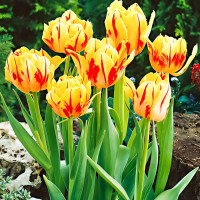 Луковицы Тюльпан многоцветковый Колор Спектакль (в упаковке - 3шт.)