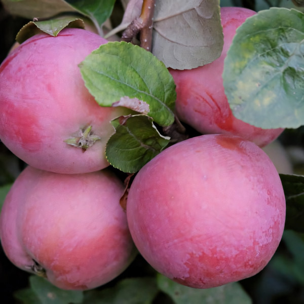 Саженцы Яблоня Налив Розовый