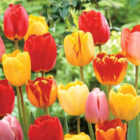 Луковицы Тюльпаны Дарвина Ангел, микс (в упаковке - 3шт.)