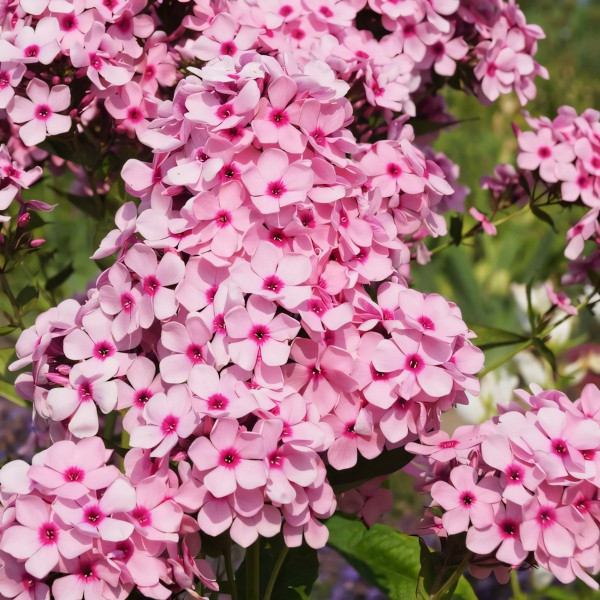 Саженцы Флокс Бисер