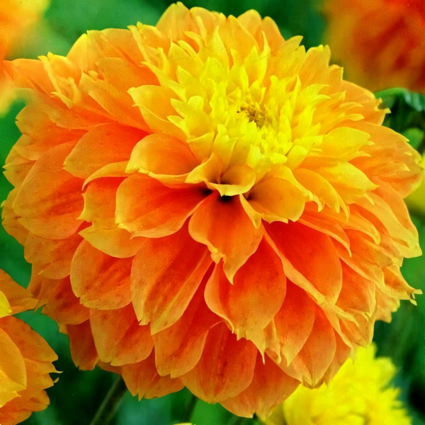 Саженцы Георгина Deep Impact