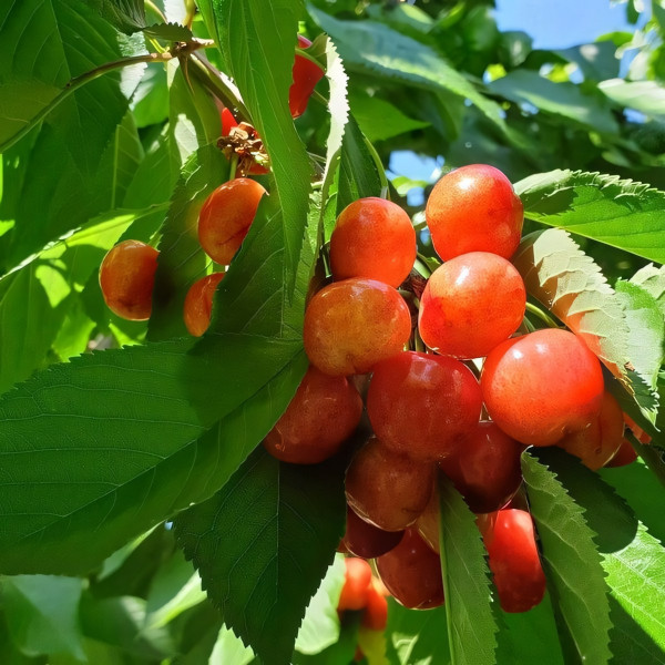 Саженцы Черешня Генеральская
