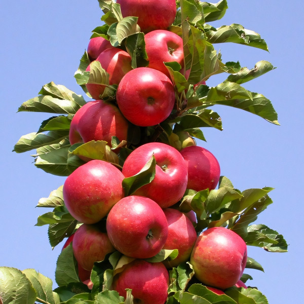 Саженцы Яблоня колоновидная Малиновое ожерелье
