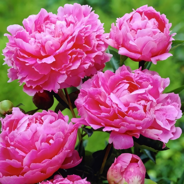 Саженцы Пион Pink Parfait (Пинк Перфейт)