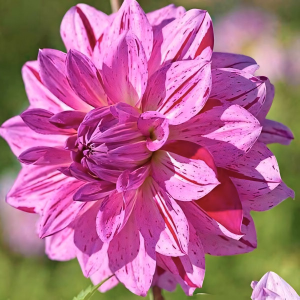 Саженцы Георгина декоративная Princ Carnaval (Принс Карнавал)