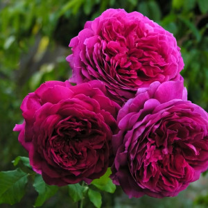 Саженцы Роза английская Янг Люсидас