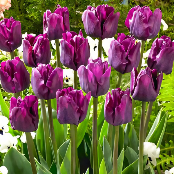 Луковицы Тюльпаны виноградные цвета, микс (в упаковке - 3шт.)