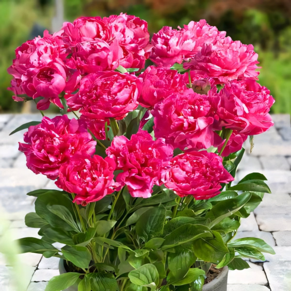 Саженец Пион Букет Перфект