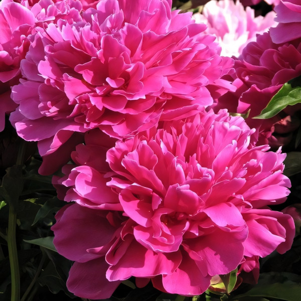 Саженцы Пион Victoire de la Marne (Виктуар де ля Марн)